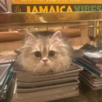 WhatsApp Image 2026-03-12 at 1.25.03 P