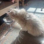 WhatsApp Image 2026-03-12 at 1.25.03 PM