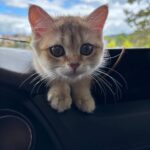 WhatsApp Image 2026-03-12 at 11.56.49 AM (1)