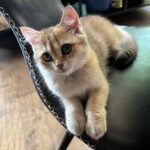 WhatsApp Image 2026-03-12 at 11.56.49 AM (2)