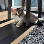 WhatsApp Image 2026-03-12 at 11.56.50 AM