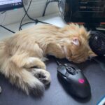 WhatsApp Image 2026-03-12 at 12.20.25 PM