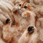 WhatsApp Image 2026-03-12 at 12.38.33 PM