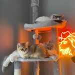 WhatsApp Image 2026-03-12 at 12.49.29 PM