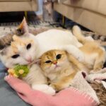 WhatsApp Image 2026-03-12 at 12.59.13 PM