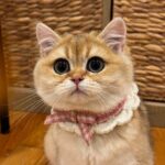 WhatsApp Image 2026-03-12 at 12.59.17 PM