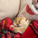 WhatsApp Image 2026-03-12 at 12.59.18 PM