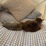 WhatsApp Image 2026-03-12 at 2.43.43 PM