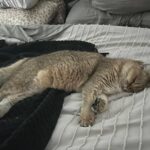 WhatsApp Image 2026-03-12 at 3.13.19