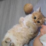 WhatsApp Image 2026-03-12 at 3.42.41 P