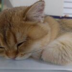 WhatsApp Image 2026-03-12 at 3.42.41 PM