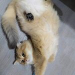 WhatsApp Image 2026-03-12 at 3.42.42