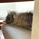 WhatsApp Image 2026-03-12 at 4.02.09