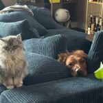 WhatsApp Image 2026-03-12 at 4.02.09 PM