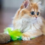 WhatsApp Image 2026-03-12 at 4.26.15 P