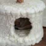 WhatsApp Image 2026-03-12 at 8.39.31 PMCC