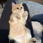 WhatsApp Image 2026-03-12 at 8.39.32 PM