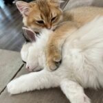 WhatsApp Image 2026-03-12 at 8.50.03 PM