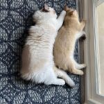 WhatsApp Image 2026-03-12 at 8.50.04 P