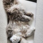 WhatsApp Image 2026-03-12 at 9.15.31 PM