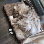 WhatsApp Image 2026-03-12 at 9.15.33 PMVB