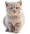 Cheddar Bear – British Shorthair and Longhair Kittens
