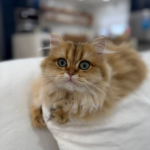 rev alexis dasilva-00