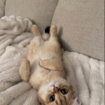 rev nicloe swartwood-