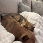 rev nicloe swartwood 00