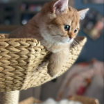 rev nicloe swartwood 02