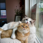 rev sadiba nasrut 01