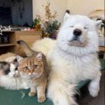 rev sadiba nasrut 02