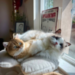 rev sadiba nasrut 03