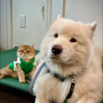 rev sadiba nasrut 06