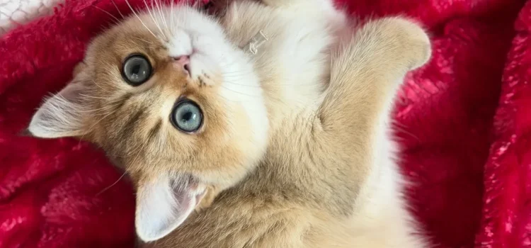 reserve a kitten gal 00