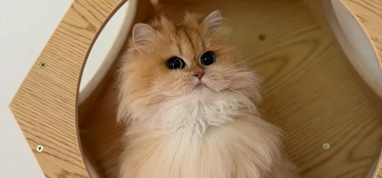 reserve a kitten gal 01