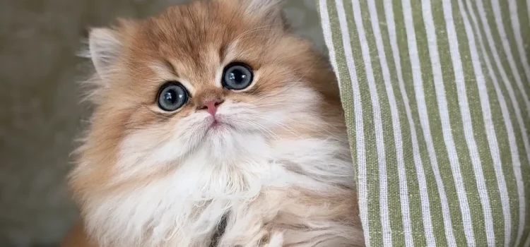 reserve a kitten gal