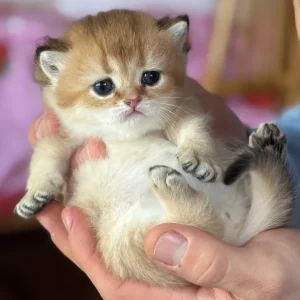 rs=w_730,h_730,cg_true (1)