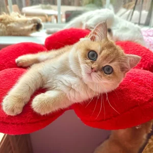 rs=w_730,h_730,cg_true (2)